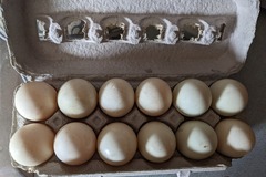Selling with In-person Payment: Free Range Eggs