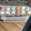 Selling with In-person Payment: Free Range Eggs