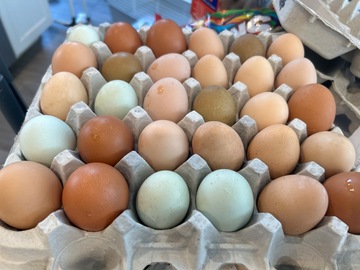 Selling with In-person Payment: Fresh chicken eggs 
