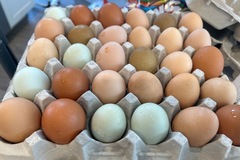 Selling with In-person Payment: Fresh chicken eggs 