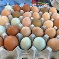 Selling with In-person Payment: Fresh chicken eggs 