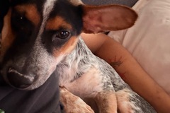   : Jax
