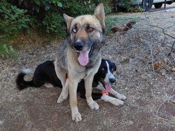   : Shep