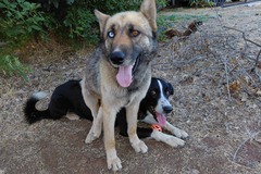   : Shep