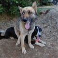   : Shep