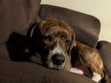  : Butch