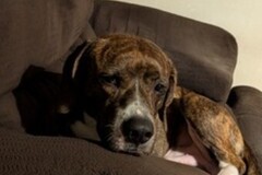   : Butch