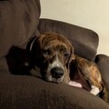   : Butch