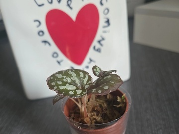 Vente: Bébé Begonia Rex Silver Jewel - Jeune Plante Enracinée Rare