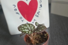 Sales: Bébé Begonia Rex Silver Jewel - Jeune Plante Enracinée Rare
