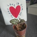 Sales: Bébé Begonia Rex Silver Jewel - Jeune Plante Enracinée Rare