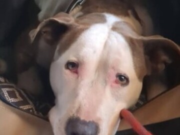   : Bella