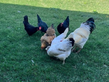 Selling with In-person Payment: Free range organic eggs