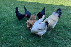 Selling with In-person Payment: Free range organic eggs