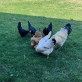 Selling with In-person Payment: Free range organic eggs