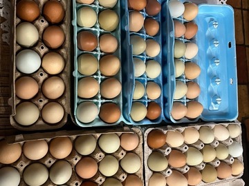 Selling with In-person Payment: Free range organic eggs