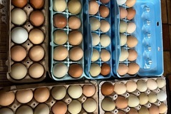Selling with In-person Payment: Free range organic eggs