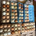 Selling with In-person Payment: Free range organic eggs