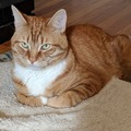   : Lionel