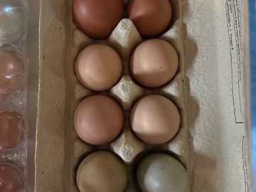 Selling with In-person Payment: Fresh eggs from happy hens❤️