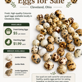 Selling with In-person Payment: Qutie Quails fresh and organic  quail eggs for sale