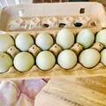 Selling with In-person Payment: hatching eggs sortied