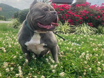   : Bella