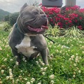   : Bella