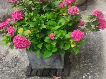 Vente: Grands beaux hortensias 