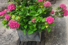 Sales: Grands beaux hortensias 