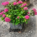 Sales: Grands beaux hortensias 