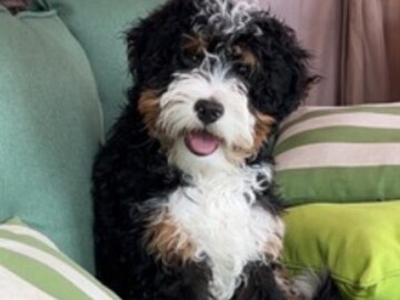   : Clyde