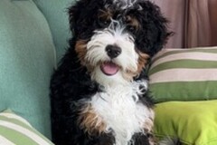   : Clyde