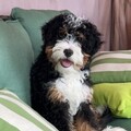  : Clyde