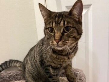   : Pippin