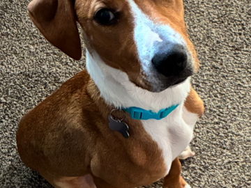   : Humphrey 