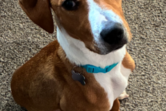   : Humphrey 