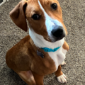   : Humphrey 