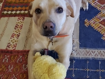   : Taco