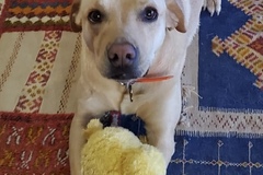  : Taco