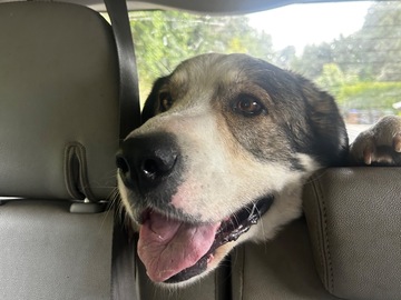   : Merlin
