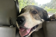   : Merlin