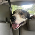   : Merlin