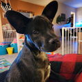   : Onyx