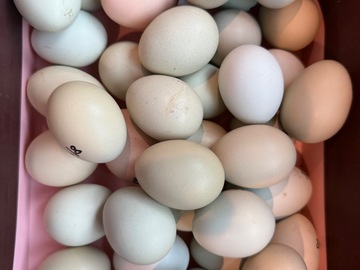 Selling with online payment: Happy Hens Lay Here! 