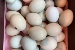 Selling with online payment: Happy Hens Lay Here! 