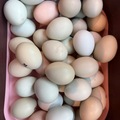 Selling with online payment: Happy Hens Lay Here! 