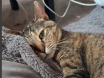   : FiFi