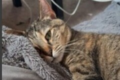   : FiFi