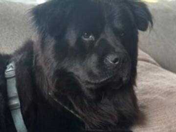   : Grizz